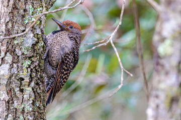 Northern flicker