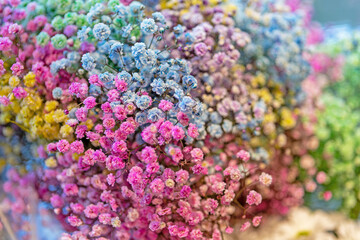 Multicolored Gypsophila Flowers in a Vibrant Bouquet. Space for text. Vibrant Multicolored Babys Breath Flowers Bouquet