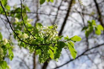 White blossoming apple trees in the sunset light. Spring season, spring colors.