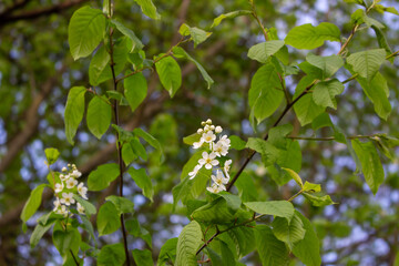 White blossoming apple trees in the sunset light. Spring season, spring colors.