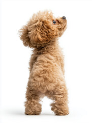 poodle puppy on white background