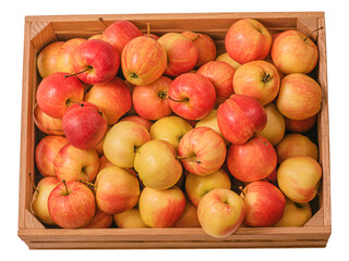 Wooden box with red and yellow apples isolated on white.