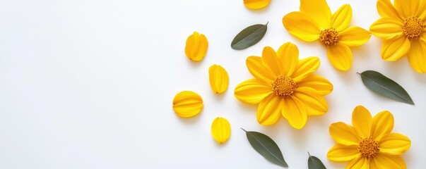 Fototapeta premium Bright yellow flowers and leaf arrangement on white background