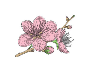 Cherry blossom, pink springs flowers, tree brunch, spring background