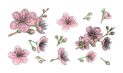 Cherry blossom, sakura flowers, tree branch, spring background