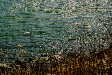 Wanderung an der renaturierten Isar nahe Landau