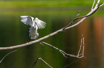 A Snowy Egret on a long tree limb above the water with a fresh fish catch at City Park in Denver, Colorado.