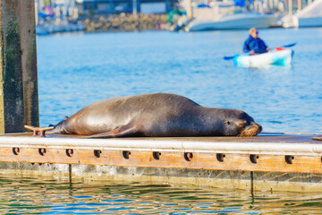 Single Sea Lion Sleeping on a Dock in Oceanside, California