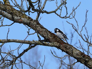 Downy Woodpecker