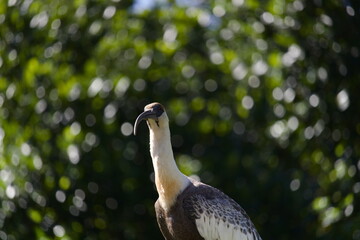 A close-up shot of a Buff-necked Ibis (Theristicus caudatus) perched against a lush green bokeh background. The bird's long, curved beak and detailed plumage stand out, making it an excellent image.