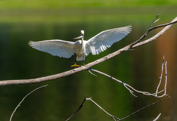 A Snowy Egret at City Park in Denver, Colorado, parades its fresh fish catch with open wings white standing on a long branch above lake waters.