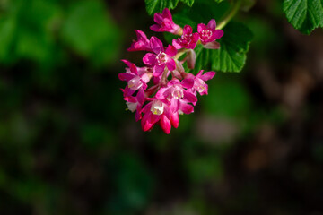 Rhododendron hirsutum flower growing in mountains, macro