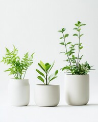 Fototapeta premium Contemporary Indoor Plant Collection Featuring Trendy Botanical Home Decor with Minimalist Ceramic Pots and Stylish Arrangement