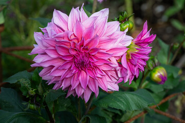 Fototapeta premium Beautiful pink flower of a dahlia in summer, close up