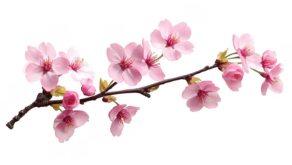 PNG Flower blossom plant white. 
