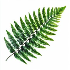 Lush Green Fern Collection Tropical Plants and Broadleaf Foliage Arrangement Perfect for Design Elements on Transparent Background