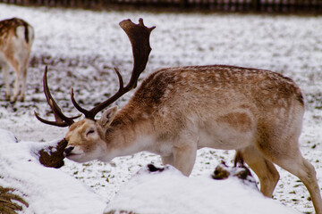 Deer Grazing in a Snowy Landscape
