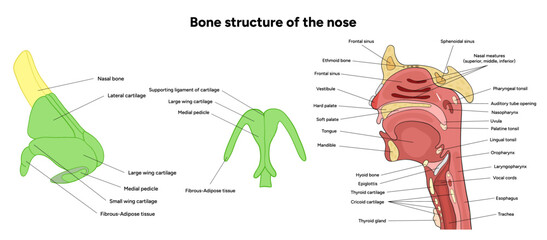 Obraz premium External Bone structure of the nose with internal nose anatomy. Medical diagram infographic Otolaryngology