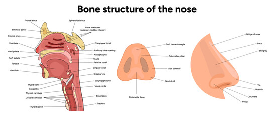Bone structure of the nose with internal nose anatomy. Medical diagram infographic Otolaryngology
