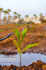Tree planting in urban area, drip irrigation system, portrait shot