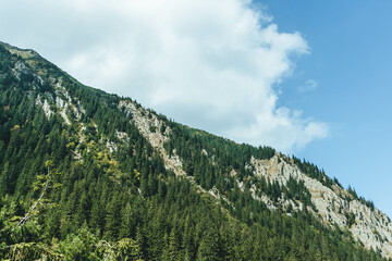 high peaks mountain landscape with clouds and pine trees on different lights and shades 