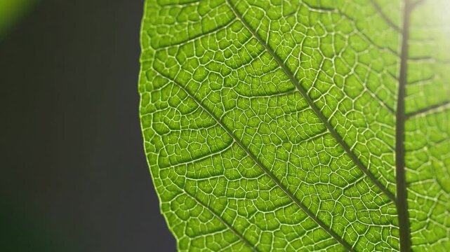 A detailed close-up of a green leaf with visible veins, showcasing natural textures and patterns under sunlight.
