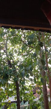 window in the jungle