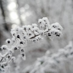 Vegetation under snow, frost and frost. Winter idyll in nature and fields. Farmland and forest in winter and early spring. Hibernation and climate change