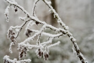Vegetation under snow, frost and frost. Winter idyll in nature and fields. Farmland and forest in winter and early spring. Hibernation and climate change