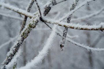 Vegetation under snow, frost and frost. Winter idyll in nature and fields. Farmland and forest in winter and early spring. Hibernation and climate change