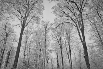 Vegetation under snow, frost and frost. Winter idyll in the nature of forests and fields. Farmland and forest in winter and early spring. Hibernation and climate change, landscape in Europe and German