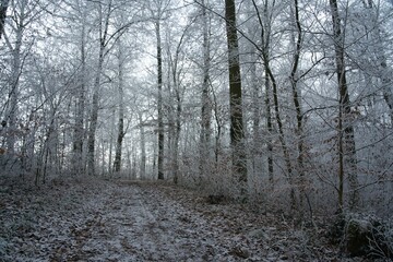 Vegetation under snow, frost and frost. Winter idyll in the nature of forests and fields. Farmland and forest in winter and early spring. Hibernation and climate change, landscape in Europe and German