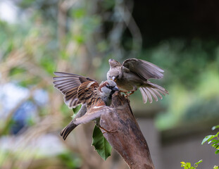 Sparrow fights leave spectacular acrobatics!