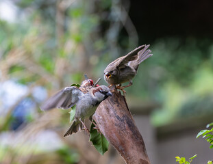 Sparrow fights leave spectacular acrobatics!