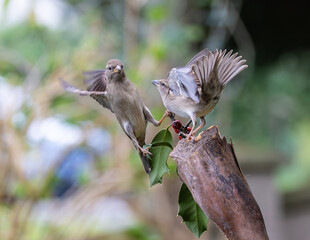 Sparrow fights leave spectacular acrobatics!