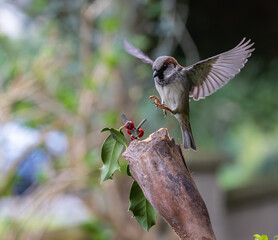 Sparrow fights leave spectacular acrobatics!