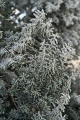Vegetation under snow, frost and frost. Winter idyll in nature and fields. Farmland and forest in winter and early spring. Hibernation and climate change