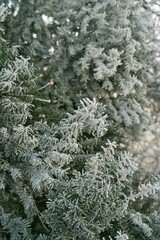 Vegetation under snow, frost and frost. Winter idyll in nature and fields. Farmland and forest in winter and early spring. Hibernation and climate change