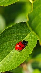 ladybug on the green leaf © Justina