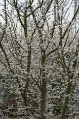 Vegetation under snow, frost and frost. Winter idyll in the nature of forests and fields. Farmland and forest in winter and early spring. Hibernation and climate change, landscape in Europe and German