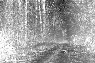 Negative, frightening image. Winter idyll in the nature of forests and fields. Farmland and forest in winter and early spring. Hibernation and climate change, landscape in Europe and Germany