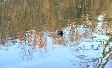 A dark brown duck with light brown spots floats on a lake in the water of which standing trees are reflected