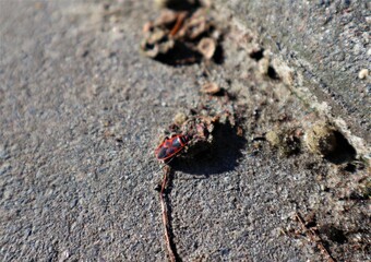 The gray asphalt on which sits a red beetle with thin antennae on the back of which there is a black pattern in squares and circles
