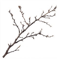 Close-up of a Bare Tree Branch with Tiny Buds Against a White Background