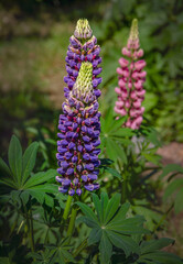 Colorful lupines blooming in the garden.