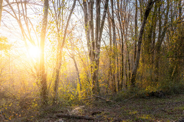 Fototapeta premium Forest with trees and a sun shining through the trees