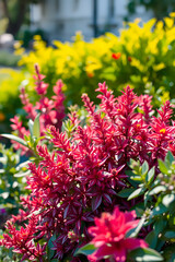 Obraz premium Firecracker Bush Starbursts in a Sunlit Garden