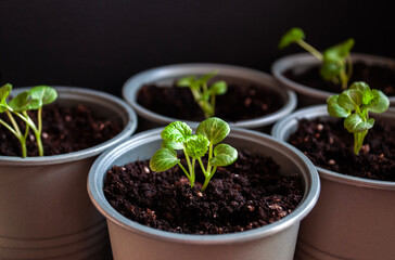 Green sprouts growing from seeds. Tiny sprouts growing in pots in the garden.