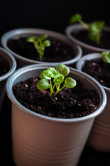 Green sprouts growing from seeds. Tiny sprouts growing in pots in the garden.