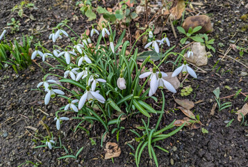 Schneeglöckchen die Frühlingsblume 